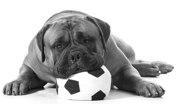 bullmastiff male laying head on stuffed soccer ball on white background