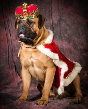 spoiled bullmastiff wearing king costume on purple background