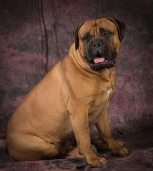 bullmastiff male sitting  on purple background