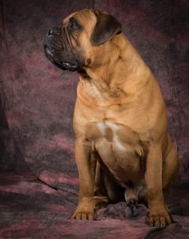 bullmastiff male sitting  on purple background