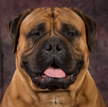 bullmastiff male portrait on purple background