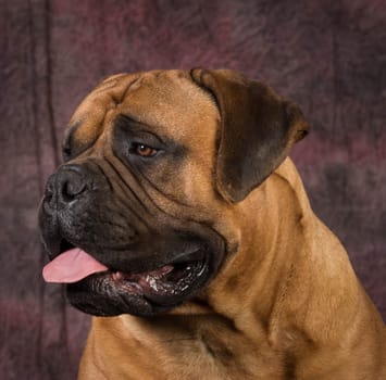 bullmastiff male portrait on purple background