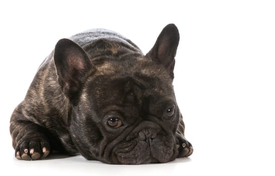french bulldog laying down looking at viewer