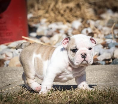 english bulldog puppy playing outside in the yard
