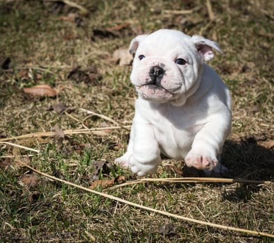 english bulldog pupy running outside in the grass