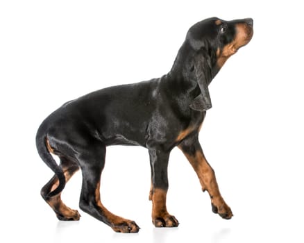 black and tan coonhound walking on white background