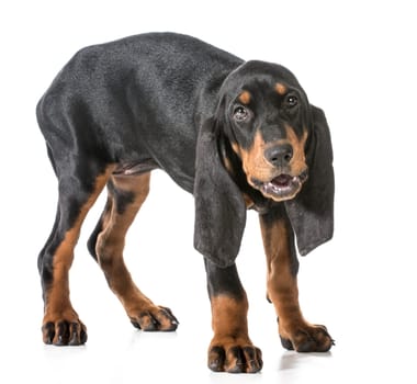black and tan coonhound barking on white background