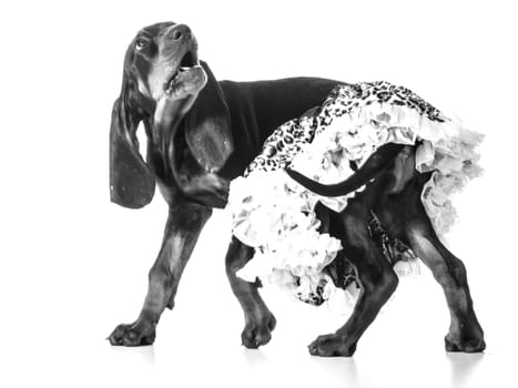 female puppy - black and tan coonhound wearing a leopard print tutu