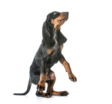 dog begging - black and tan coonhound standing on back legs begging on white background