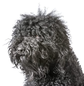 portrait of a barbet dog on white background
