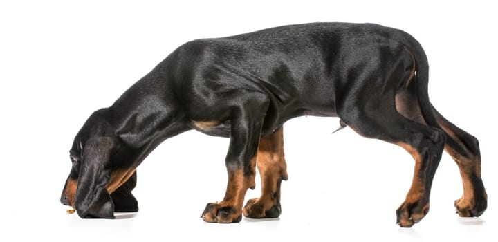 black and tan coonhound smelling for dog treat on the ground