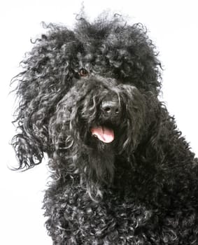 portrait of a barbet dog on white background