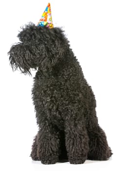 birthday dog - barbet wearing birthday hat on white background