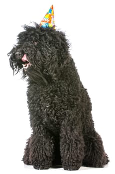 birthday dog - barbet wearing birthday hat on white background