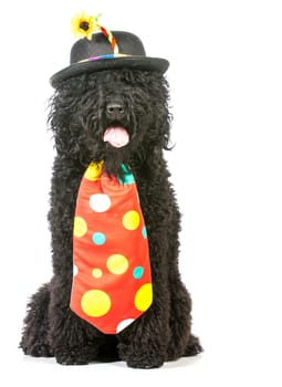 dog clown - barbet wearing clown costume