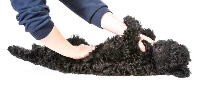 hands holding barbet puppy on white background