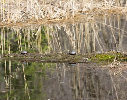 three turtles sunbathing on a log in a marsh