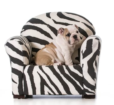english bulldog puppy sitting in a chair on white background