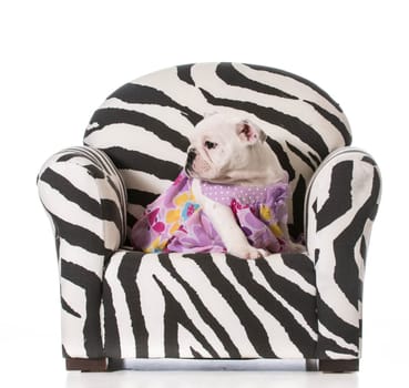 english bulldog puppy sitting on a chair on white background