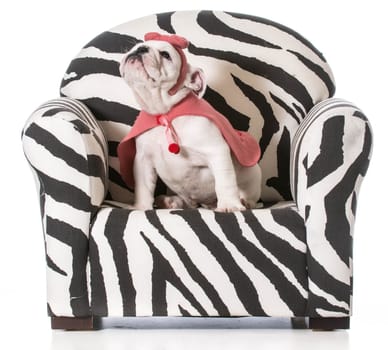 english bulldog puppy sitting on a chair on white background