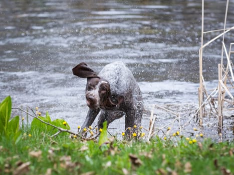 german shorthaired pointer shaking after a swim in a pond