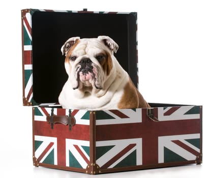 english bulldog sitting inside a british flag trunk