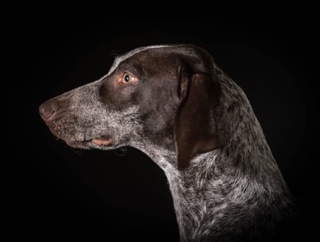 german shorthaired pointer head profile on black background