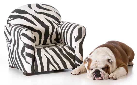english bulldog sleeping beside sofa chair on white background