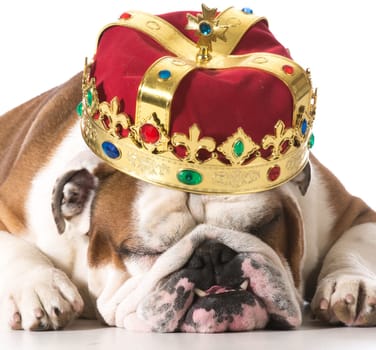 dog wearing crown isolated on white - english bulldog