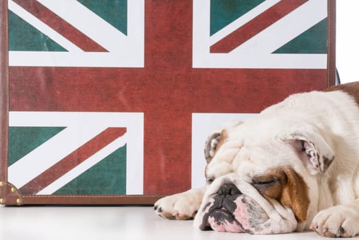 english bulldog sleeping in front of british flag
