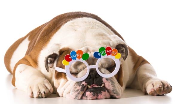 english bulldog wearing birthday glasses on white background