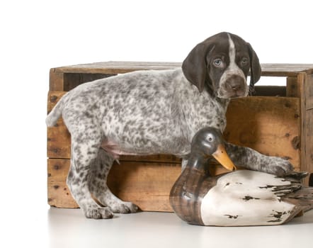 german shorthaired pointer hunting dog on white background