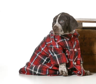 german shorthaired pointer hunting dog on white background