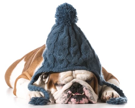 dog wearing knit winter hat on white background - english bulldog
