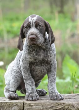 german shorthaired pointer puppy sitting on a log