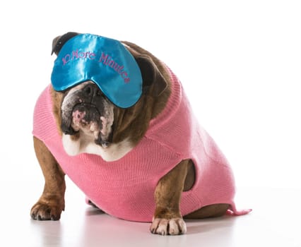 dog wearing sleep mask sitting on white background - english bulldog