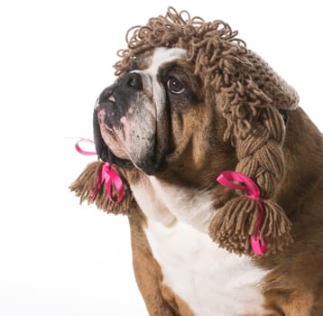 female dog wearing wig on white background - english bulldog