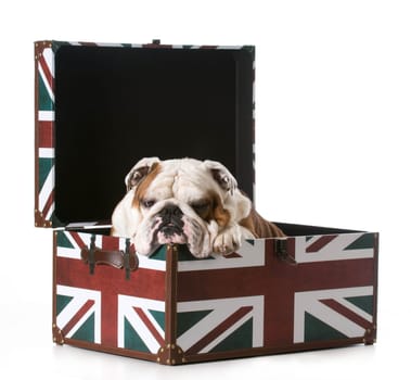 english bulldog sitting inside a british flag trunk