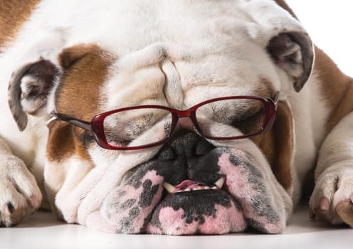 dog wearing reading glasses on white background - english bulldog
