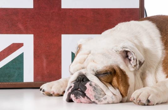 english bulldog sleeping in front on british flag