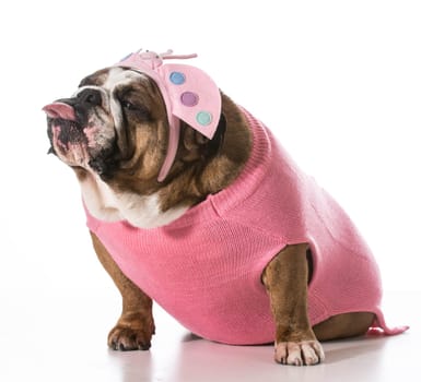 dog with funny expression wearing coat and matching headband on white background - english bulldog