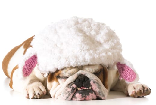 english bulldog wearing lamb hat isolated on white background
