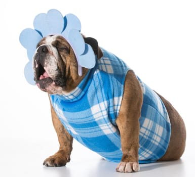 dog with funny expression wearing coat and matching headband on white background - english bulldog