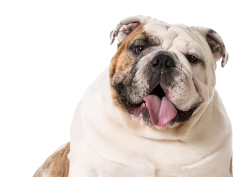 english bulldog panting on white background