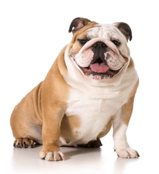 english bulldog portrait on white background