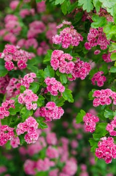 Blossoming hawthorn, close-up