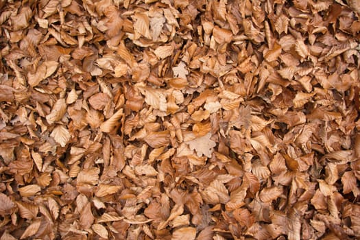 Leaves in autumn
