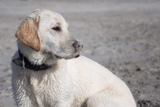 Labrador wet