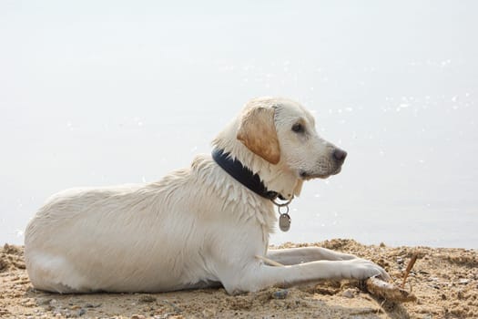 wet Labrador
