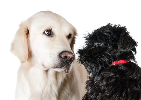 Labrador retriever and miniature schnauzer,  is isolated on a white background